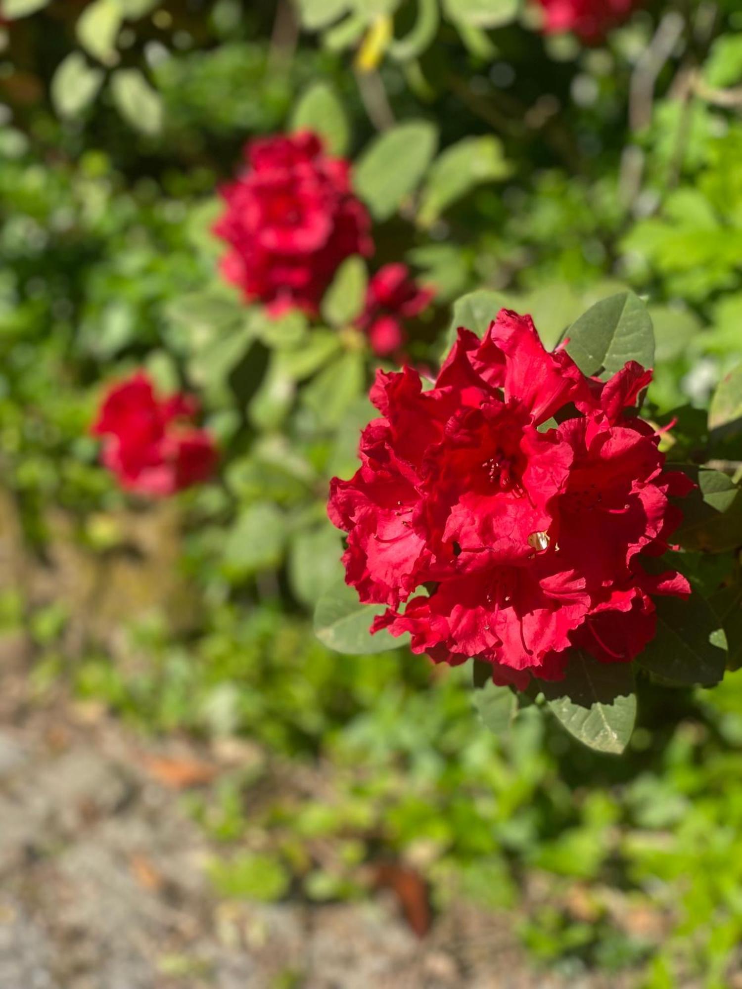 Quinta De Ribas Villa อามารังติ ภายนอก รูปภาพ