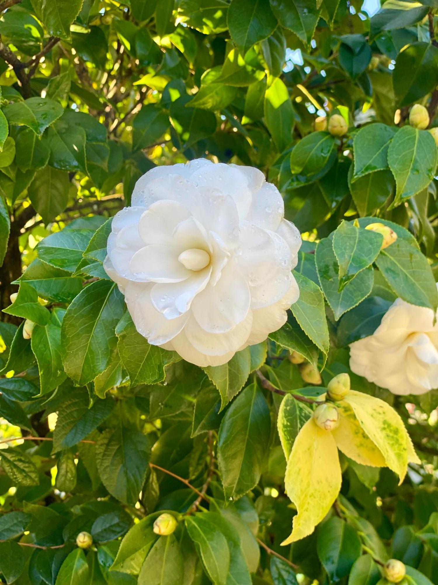 Quinta De Ribas Villa อามารังติ ภายนอก รูปภาพ