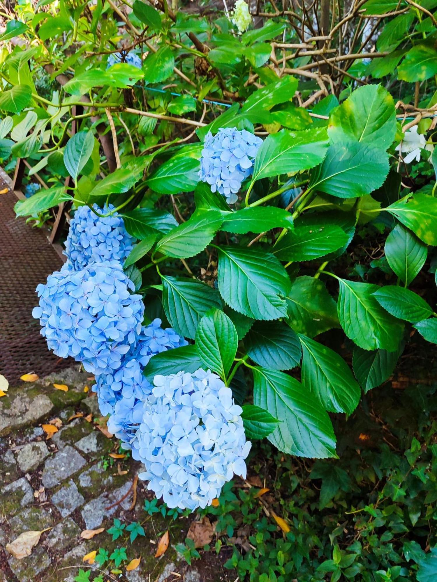 Quinta De Ribas Villa อามารังติ ภายนอก รูปภาพ